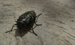 Lampetis dilaticollis