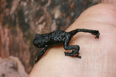 Oreophrynella quelchii