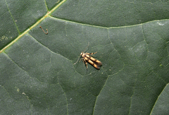 Stathmopoda pedella