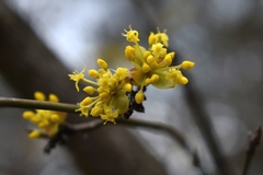 Cornus mas