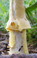 Amanita flavella