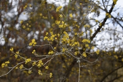 Cornus mas