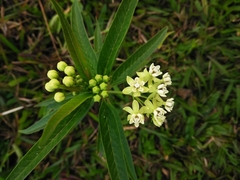 Asclepias nivea