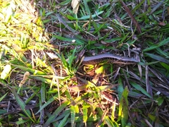 Diploglossidae