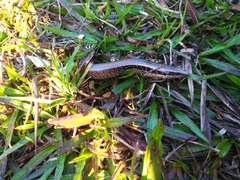 Diploglossidae