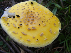 Amanita flavella