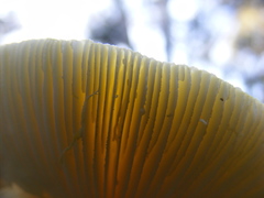 Amanita flavella