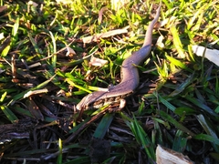 Diploglossidae