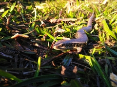 Diploglossidae