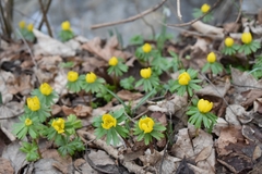 Eranthis hyemalis