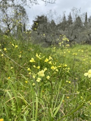 Bunias erucago