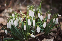 Galanthus nivalis