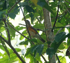 Turdus dissimilis