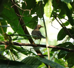 Turdus dissimilis