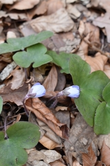 Hepatica nobilis