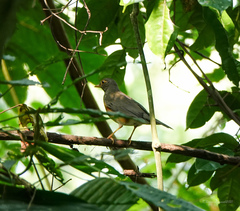 Turdus dissimilis