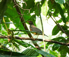 Turdus dissimilis