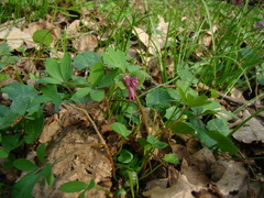 Corydalis intermedia