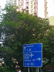 Peltophorum pterocarpum