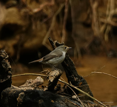 Ficedula westermanni