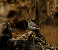 Ficedula westermanni