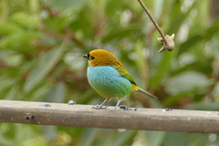Tangara cyanoventris