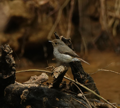 Ficedula westermanni