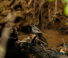 Ficedula westermanni