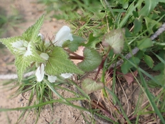 Lamium moschatum