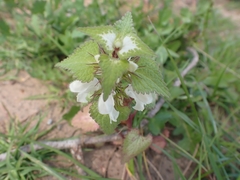 Lamium moschatum