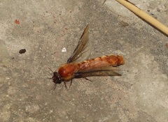 Dorylus helvolus