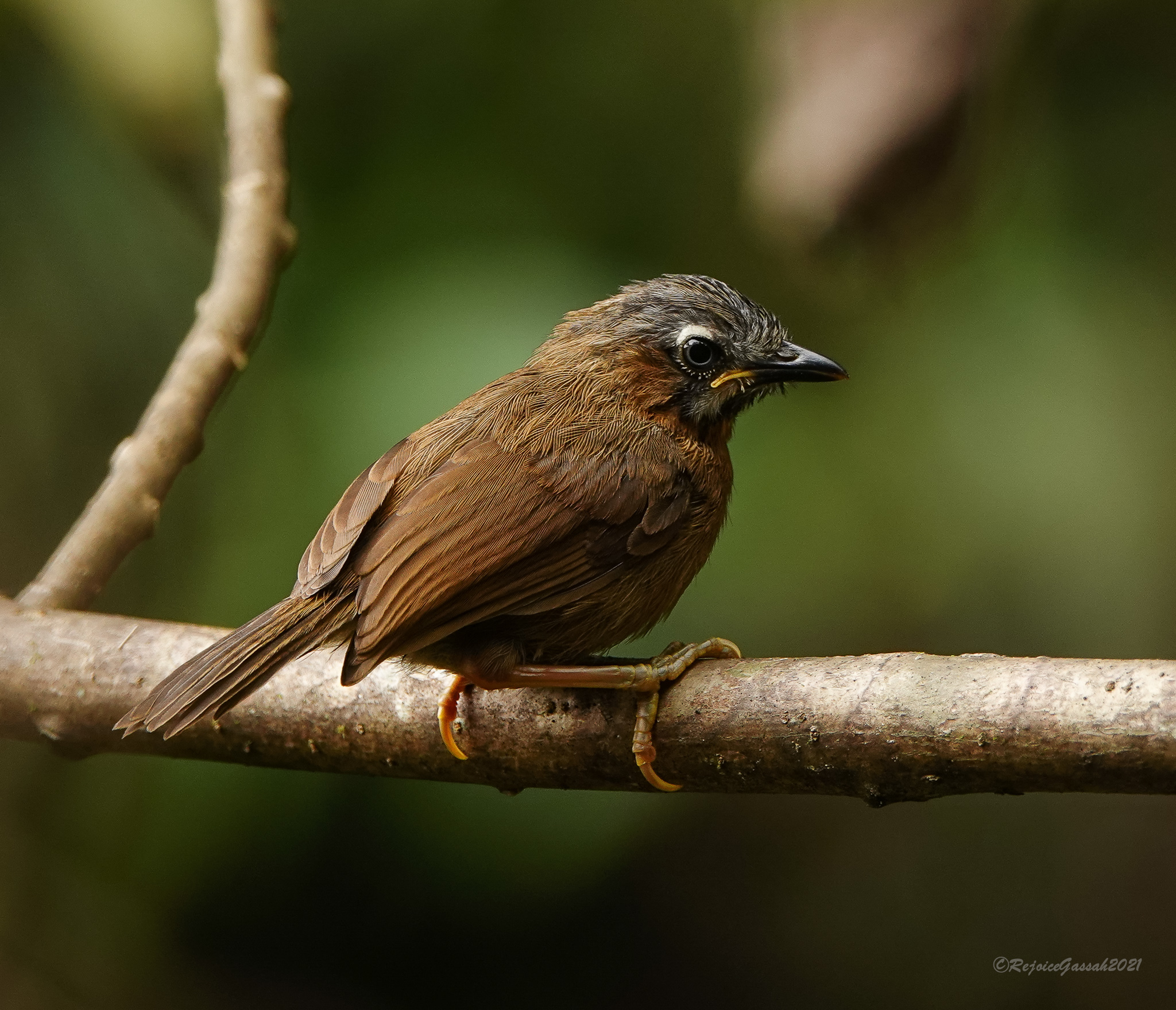 Grey-throated Babbler illustration