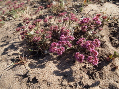 Chorizanthe douglasii