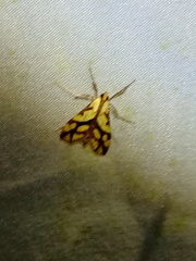 Aiyura linoptera