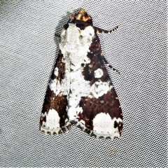 Condica mimica