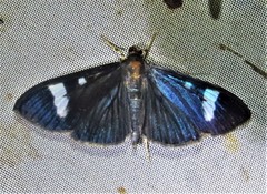Erilusa leucoplagalis