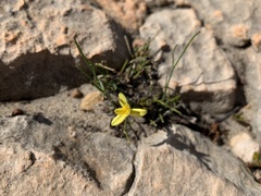 Tricoryne