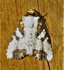 Condica hippia