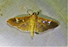Microthyris