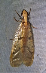 Platyneuromus reflexus