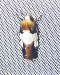 Bryolymnia marginata