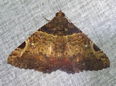 Metria bruma