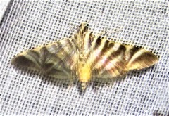 Spilomela