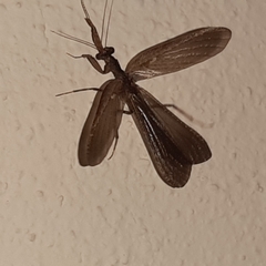 Pseudomiopteryx infuscata