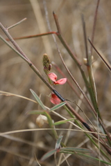 Indigofera psoraloides