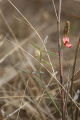 Indigofera psoraloides