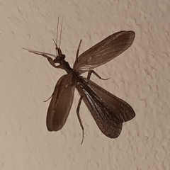 Pseudomiopteryx infuscata