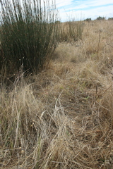 Indigofera psoraloides