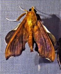 Anarmodia