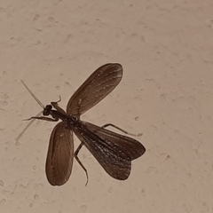 Pseudomiopteryx infuscata